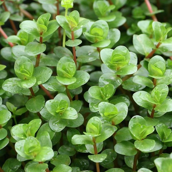 ij^@gfBtHA@gCCgitji_jiPO{j