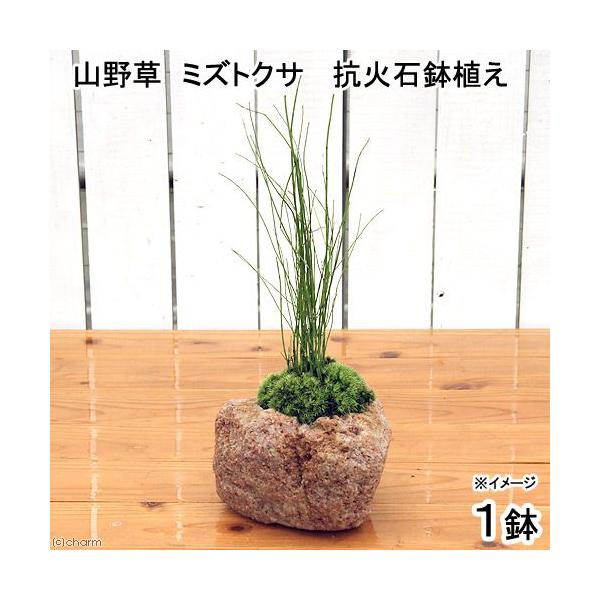 iR쑐jۖ~́@RΐΔA@~YgNTiPjixԁj