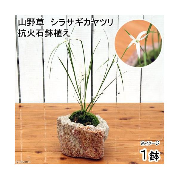 iR쑐jۖ~́@RΐΔA@VTMJciPj