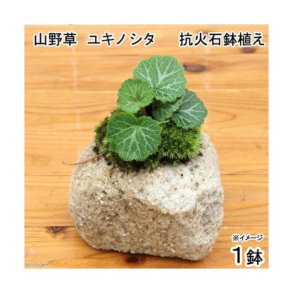 iR쑐jۖ~́@RΐΔA@LmV^@iPjixԁj