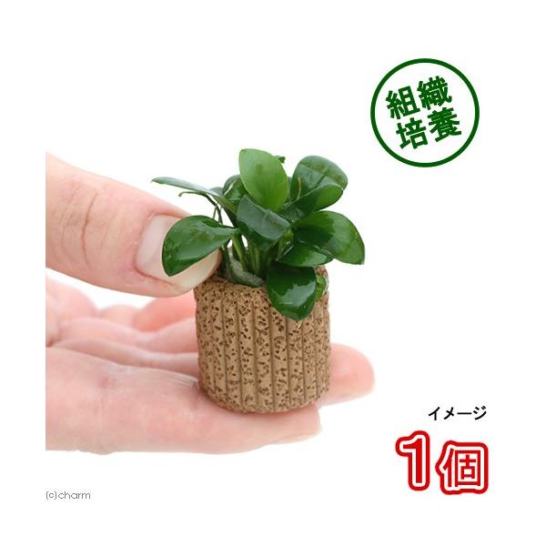 ijgD|{@Ct}`ijAkrAXiii_jiPj@kCEBq֗vۉ