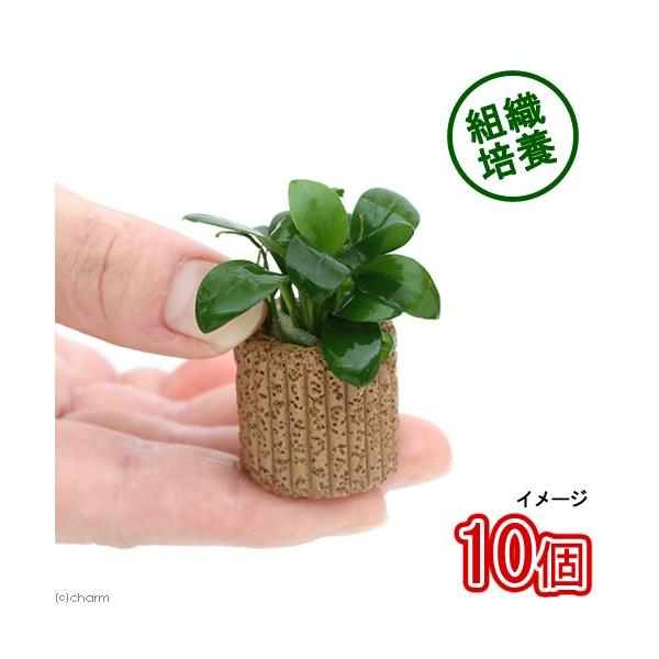 ijgD|{@Ct}`ijAkrAXiii_jiPOj@kCq֗vۉ