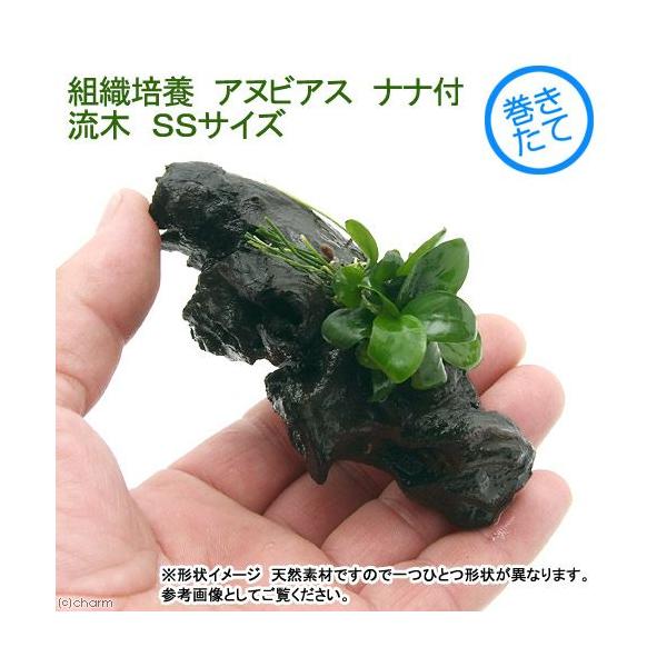 ijgD|{@AkrAXii@ؕt@rrTCYi_jiP{jiPOj@kCEBq֗vۉ