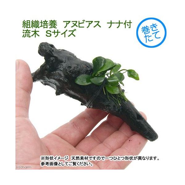 ijgD|{@AkrAXii@ؕt@rTCYi_jiP{jiPTj@kCEBq֗vۉ