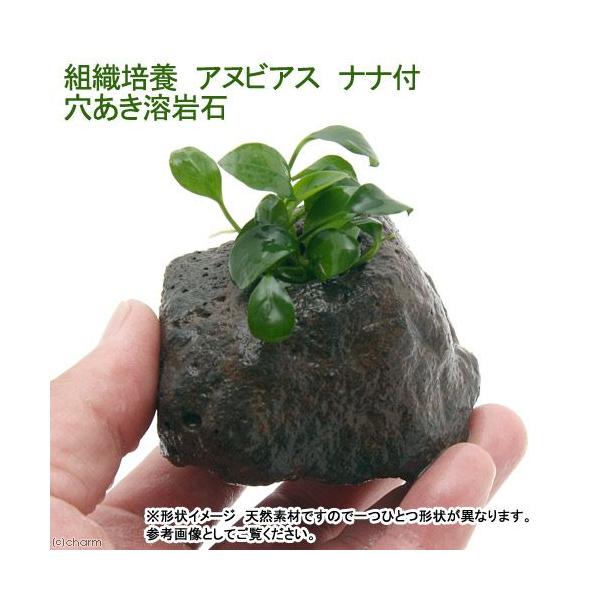 ijgD|{@AkrAXiit@n΁i_jiPj@kCEBq֗vۉ