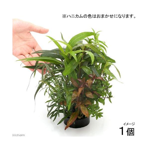 ijnjJVF^[@񂹐A~bNXitj^i_jiPj