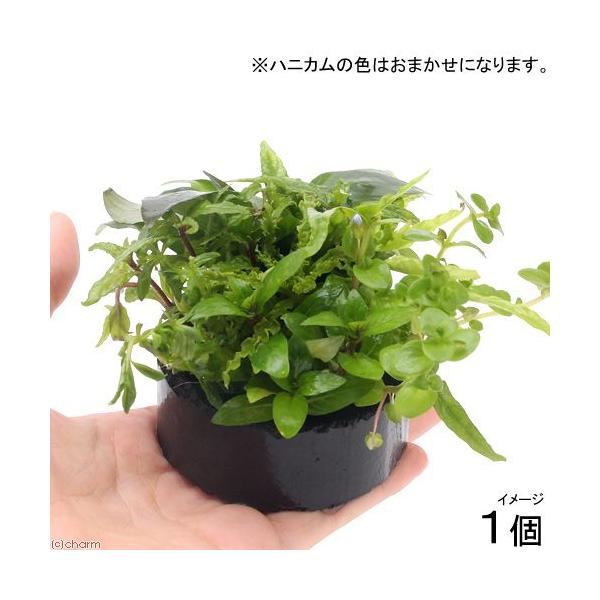 ijnjJVF^[@񂹐A~bNX@`Oi`itji_jiPj