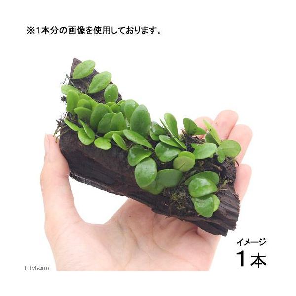 iϗtAje@}d^t؁@rTCYiP{j