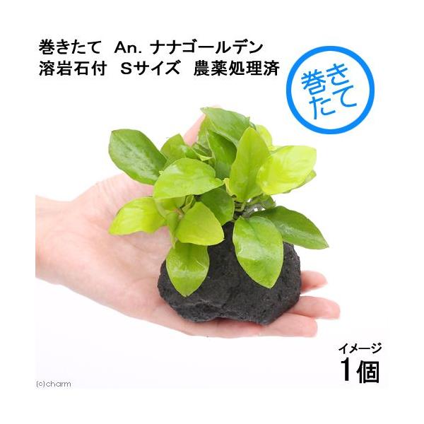 ナナ 水草 アヌビアス ゴールデンの人気商品 通販 価格比較 価格 Com