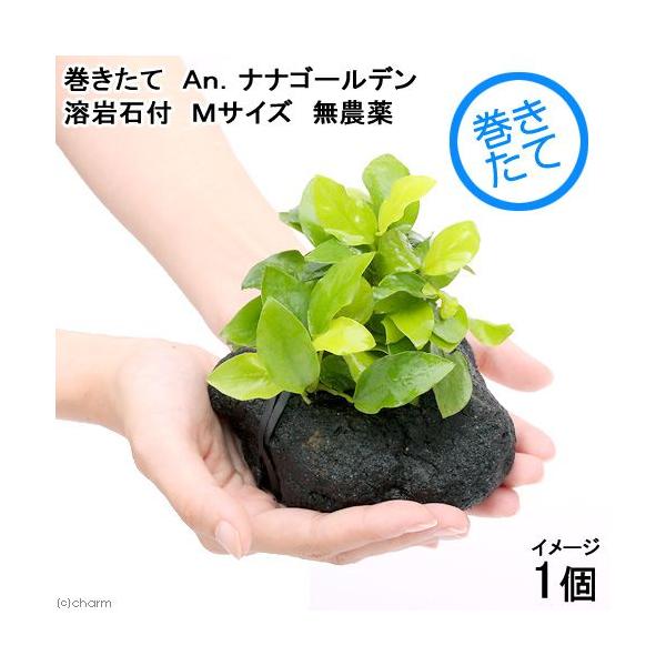 ijAkrAXii@S[f@n΁@lTCYiPSjitjiPj