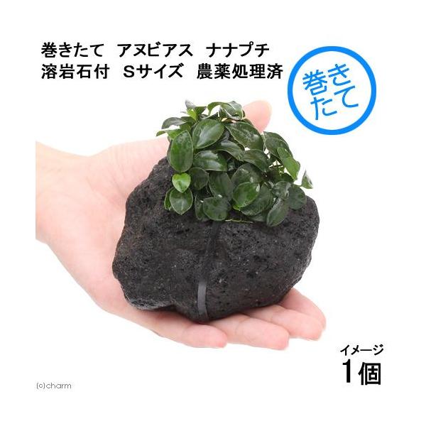 チャーム（charm） （水草）アヌビアスナナ プチ 溶岩石 Sサイズ（約