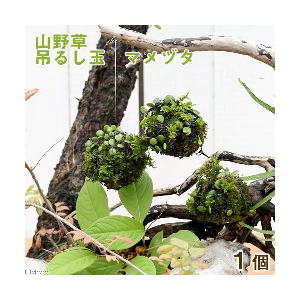 i~́j~jۋʁ@݂邵ʁ@}d^@iPj