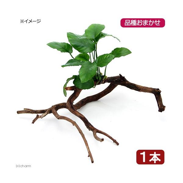 ij܂AkrAX@}󗬖ؕt@lTCYiP{jiQO`j