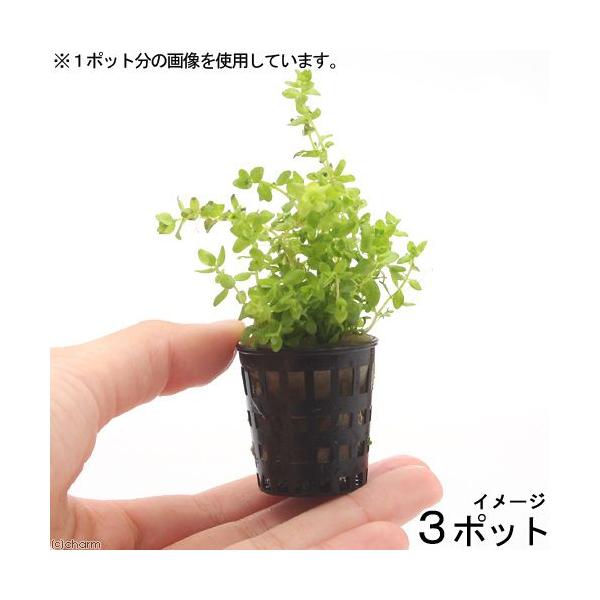 ij~j|bg@p[OXitji_jiR|bgj