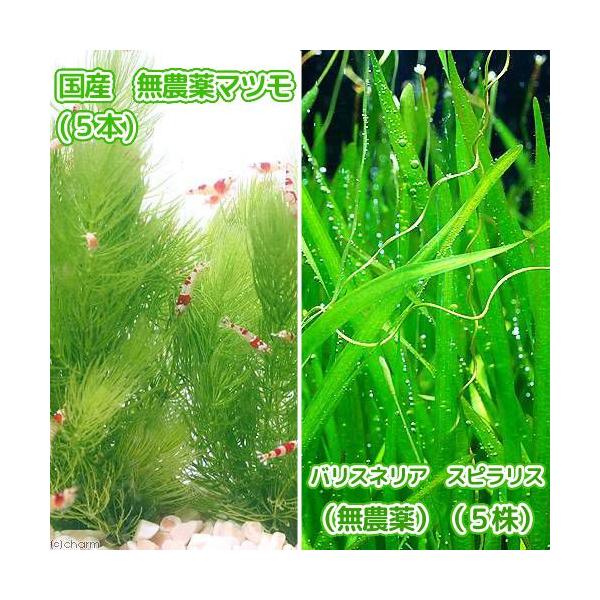 ijY@_}ciT{j{oXlA@XsXi_jiTj