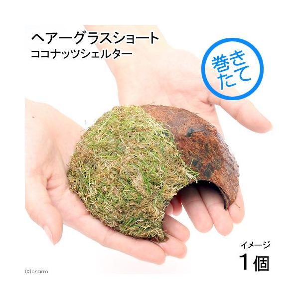 ijā@wA[OXV[g@RRibcVF^[itji_jiPj