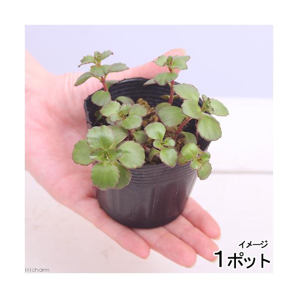 _gardening　ガーデニング　山野草　20141123　セダム　sannyasou_2014　ＮＫ　植物　植物生体　ガーデニング生体　育て方　育成方法　栽培方法　opa2_delete　seitaieventss202511