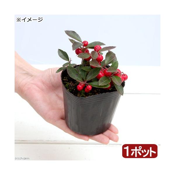 iR쑐j~́@S[eAiREW@`FbJ[x[j@RiP|bgjixԁj