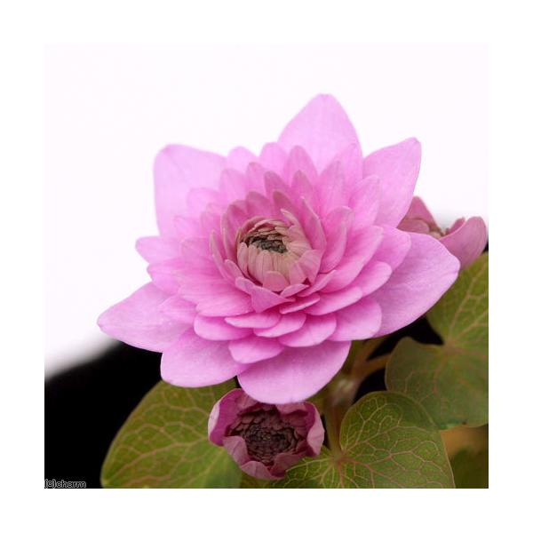 iR쑐jJ}c\Eijd~ԃJ}c@RiP|bgjixԁj