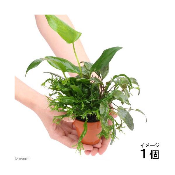 ijfĂ@񂹐A~bNX@uDAkrAXE~N\EENvgRliPj