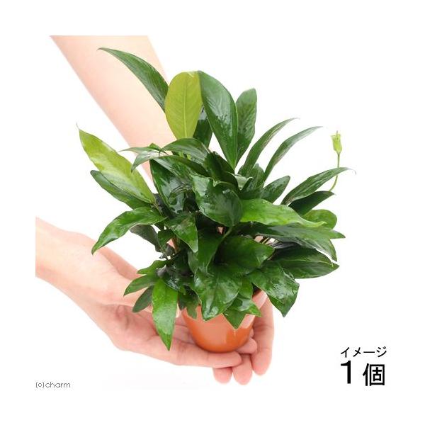 ijfĂ@񂹐A~bNX@uDAkrAX@~bNXiPj