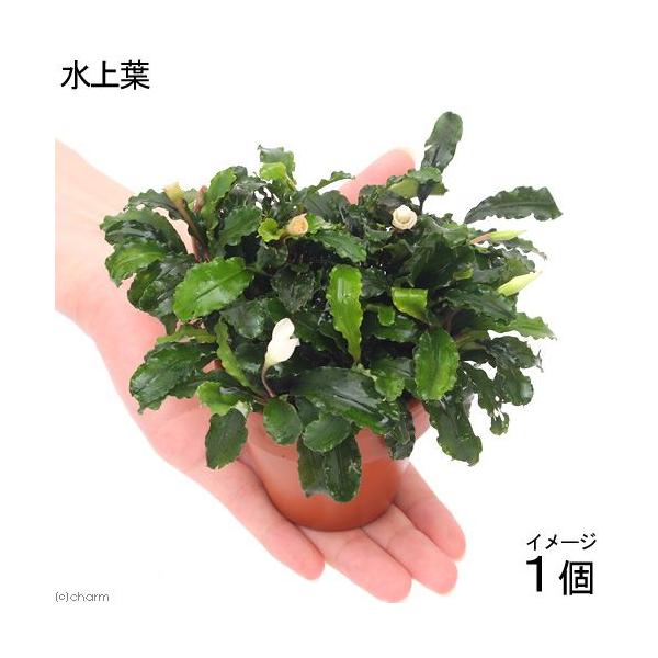水草 素焼き鉢 ブセファランドラｓｐ グリーンウェービー インボイス 水上葉 １個 北海道航空便要保温 チャーム Charm Paypayモール店 通販 Paypayモール
