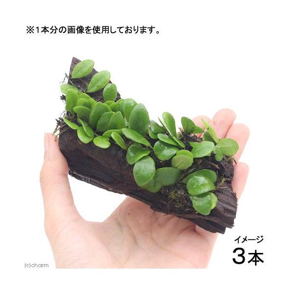 iϗtAje@}d^t؁@rTCYiR{j