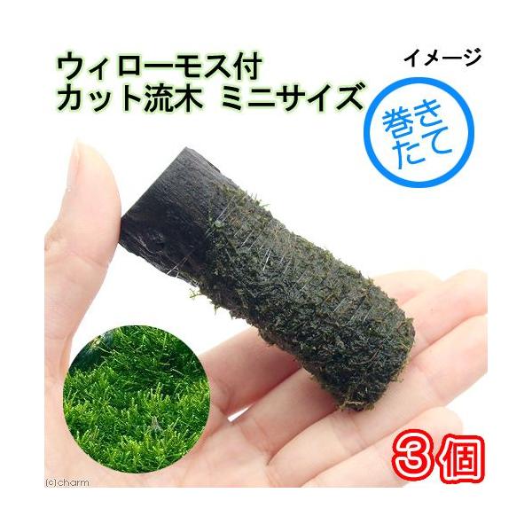 ijā@EB[X@؁@~jTCYiWȉjitji_jiR{j