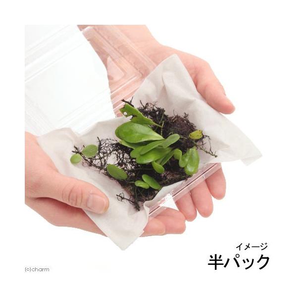 _hachu　all_plants　wp_kywrd　観葉植物　ガーデニング　ビバリウム　アクアテラリウム　マメヅタ　テラリウム　パルダリウム　水草　着生シダ　Lemmaphyllum　microphyllum　var.　obovatum　...