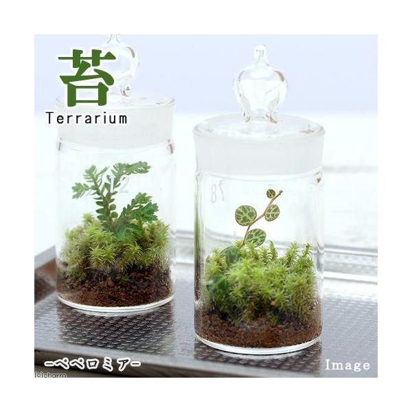 koketera　ＭＳ34　_hachu　苔Ｔｅｒｒａシリーズ　テラリウムガラス　テラリウムキット　コケシリーズ　terrarium　ガーデニング　観葉植物　ギフト　苔　苔テラリウム　コケテラリウム　苔盆栽　Peperomia　201502...