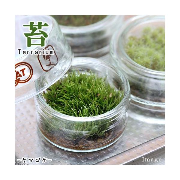 iϗtAjۃeE@}SP@tbgV[@t@RPeE@ۃe@RPe@ہ@CeA