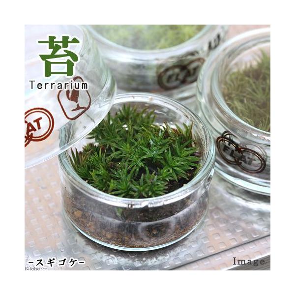 iϗtAjۃeE@XMSP@tbgV[@t@RPeE@ۃe@RPe@ہ@CeA