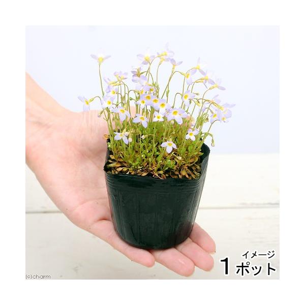 _gardening　ガーデニング　山野草　テラリウム　NT　2014　sannyasou_2014　BR1RsmJu　greepla10bai1406　vD9WBy2_bitp　v9Wy_vBQTd5　ヒナソウ　20150324　sany...