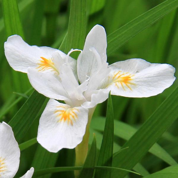 _gardening　ガーデニング　山野草　球根　ヒメシャガ　３号　20150221　ＮＴ　sannyasou_2014　植物　植物生体　ガーデニング生体　育て方　育成方法　栽培方法　姫射干　ぶこう　武甲　白花　品種　pointrk5100...