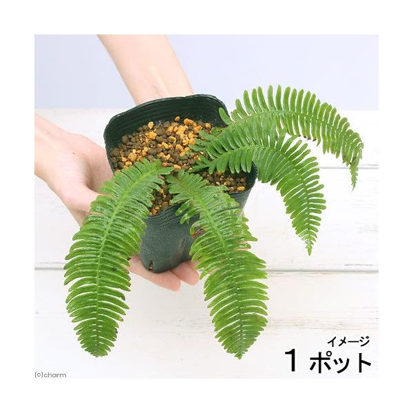 _hachu　_kame　_gardening　ガーデニング　山野草　獅子頭　４号　観葉植物　園芸　ビバリウム　アクアテラリウム　パルダリウム　水草　Blechnum　nipponicum　ブレクナム　20150222　NT　sannyas...