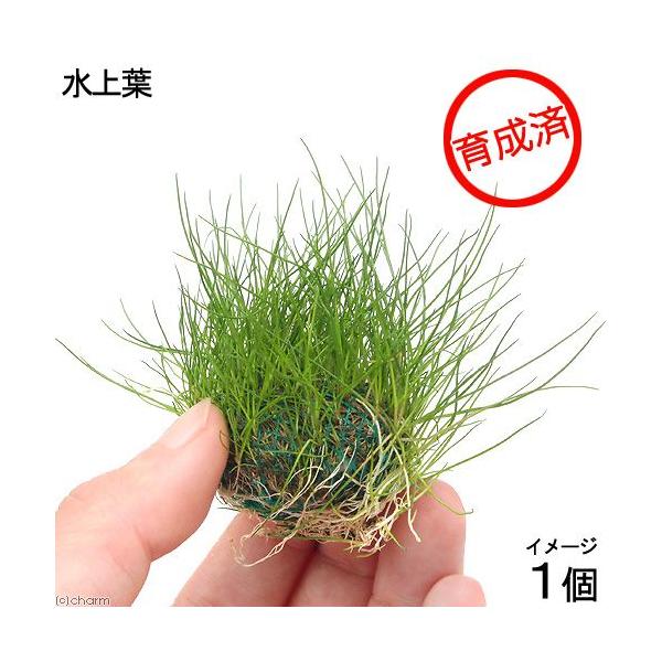 ij琬ρ@wA[OXV[g{[itji_jiPj