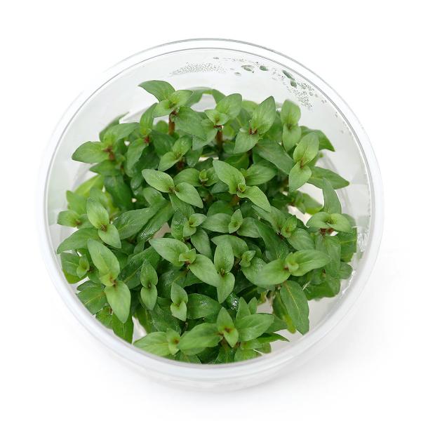 PF_SPQ　熱帯魚　_wp　_aqua　水草　前景草　横に広がる　all_plants　水上葉_前景草　ストロジンｓｐ．はこちら　wp_kywrd　20150215　ＫＩＸ　gwwpsa1525wp_soshiki　mericlone_p...