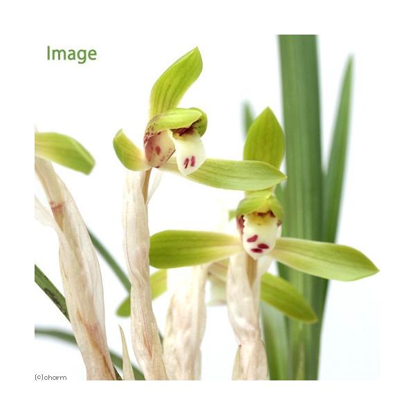 _gardening　gardening　ガーデニング　山野草　シンビジウム　Ｃｙｍｂｉｄｉｕｍ　ｇｏｅｒｉｎｇｉｉ　sannyasou_2014　20150228　NT　植物　植物生体　ガーデニング生体　育て方　育成方法　栽培方法　bnr...