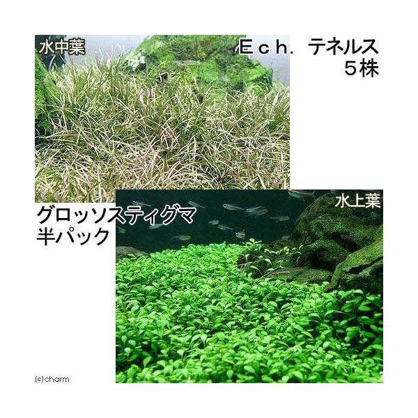（水草）前景　２種セット　グロッソ（水上葉）（半パック分）＋エキノドルス　テネルス（５株）