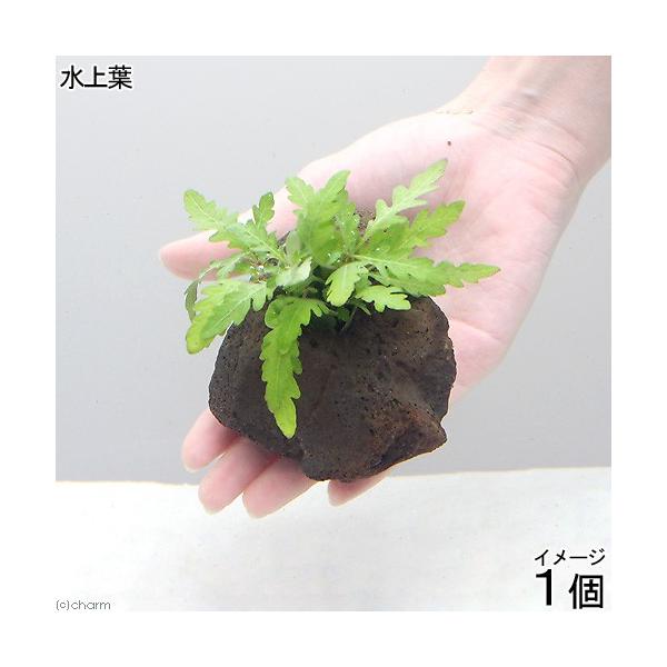 ijnCOtB@sieBtB_@nΕtitji_jiPj