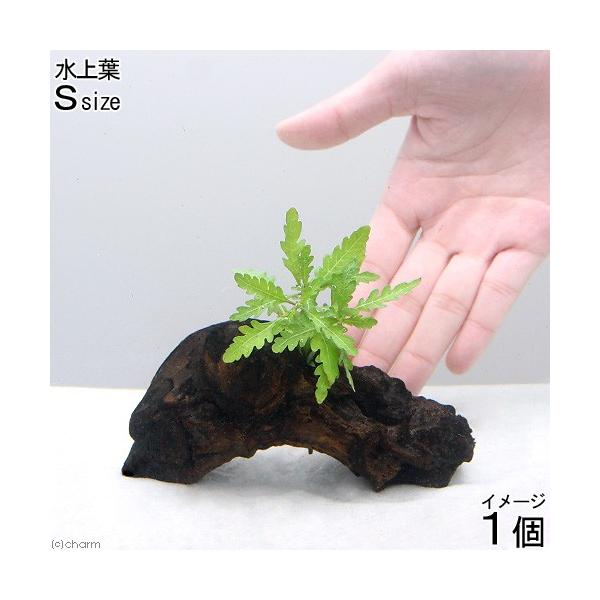 ijnCOtB@sieBtB_@ؕt@rTCYitji_jiP{jiPTj