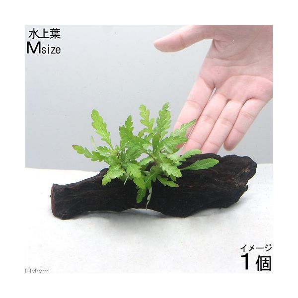 ijnCOtB@sieBtB_@ؕt@lTCYitji_jiP{jiQOj