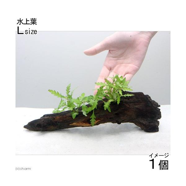 ijnCOtB@sieBtB_@ؕt@kTCYitji_jiP{jiQTj