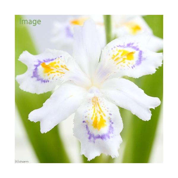_gardening　ガーデニング　山野草　アヤメ　20150324　ＮＴ　植物　植物生体　ガーデニング生体　Ｉｒｉｓ　ｊａｐｏｎｉｃａ　胡蝶花　育て方　育成方法　栽培方法　bnr_hrgmgr　opa2_delete　seitaieven...
