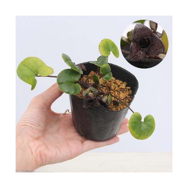 iR쑐j~`mNTCViאhjRiP|bgjixԁj