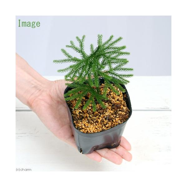 iR쑐jV_irj}lXMiNjRiP|bgjΐN