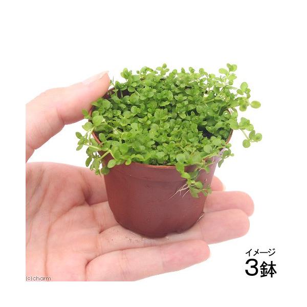 ijA@j[[Wp[OXitji_jiRj