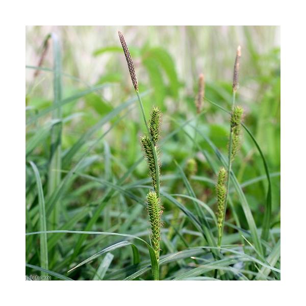 金魚・メダカ　_aqua　ビオトープ　ガーデニング　水辺植物　その他水辺植物　all_plants　_gardening　ヤマアゼスゲ　20150519　植物　植物生体　ガーデニング生体　育て方　育成方法　栽培方法　湿性植物　opa2_de...