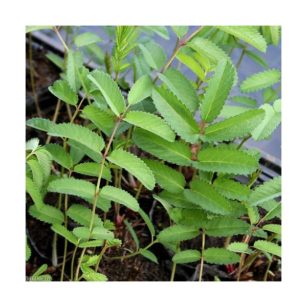 _aqua　ビオトープ　ガーデニング　水辺植物　その他水辺植物　all_plants　_gardening　20150519　ＮＫＢ　ナガボノシロワレモコウ　植物　植物生体　ガーデニング生体　育て方　育成方法　栽培方法　湿生植物　opa2_...