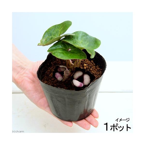 kotenplant　_gardening　ガーデニング　山野草　３号　ウマノスズクサ科　カンアオイ属　中国産　Ａｓａｒｕｍ　ｍａｘｉｍｕｍ　大葉馬蹄香　sannyasou_2014　20150417　NT　gar_sanya1502　パン...
